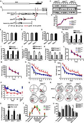 Endophilin A1 Promotes Actin Polymerization in Dendritic Spines Required for Synaptic Potentiation